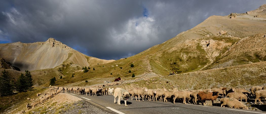 D810-039241.jpg