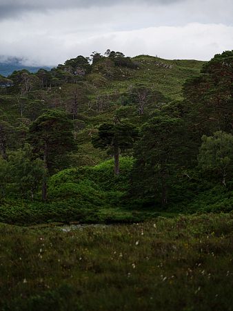 NZ6-022867.jpg